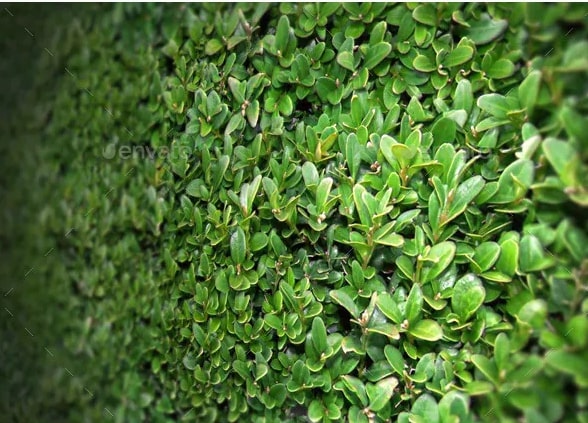 Shrub Seamless Texture