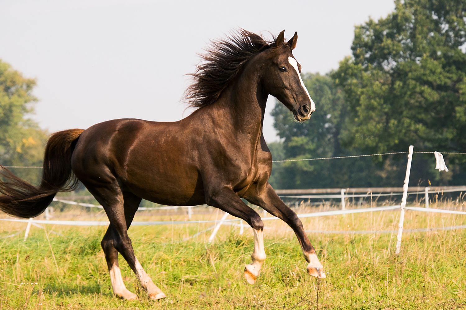 A brief guide to grooming your horse during the colder months