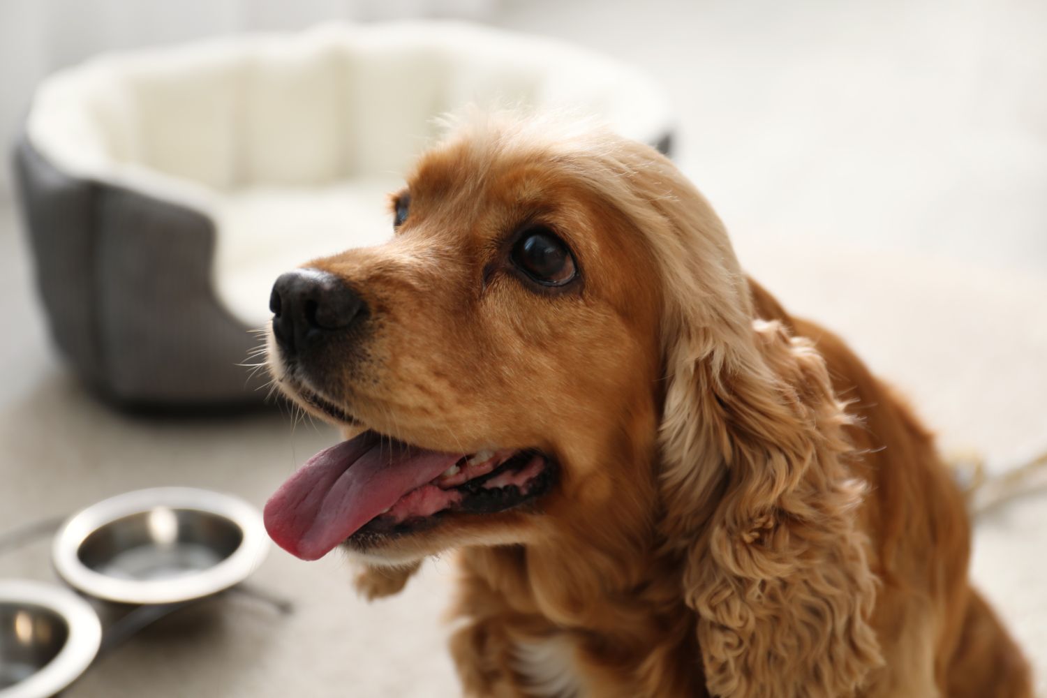 5 Easy Steps to Make Your Home Pet Friendly