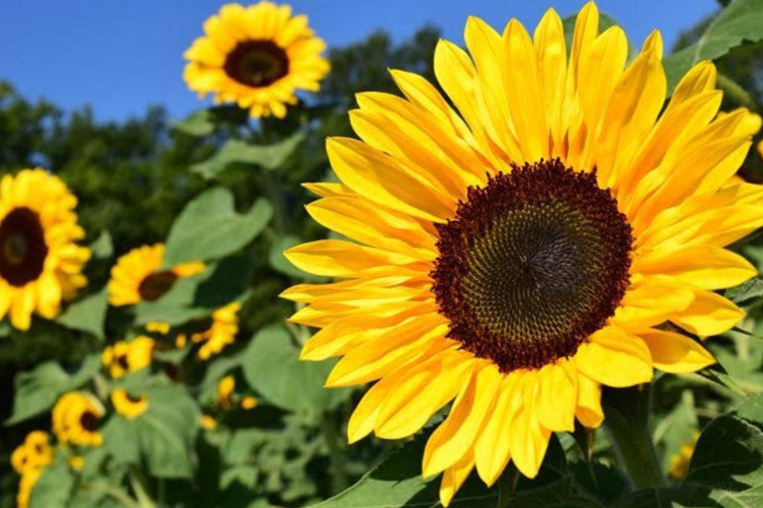 Benefits of Searching for Sunflower Delivery Singapore