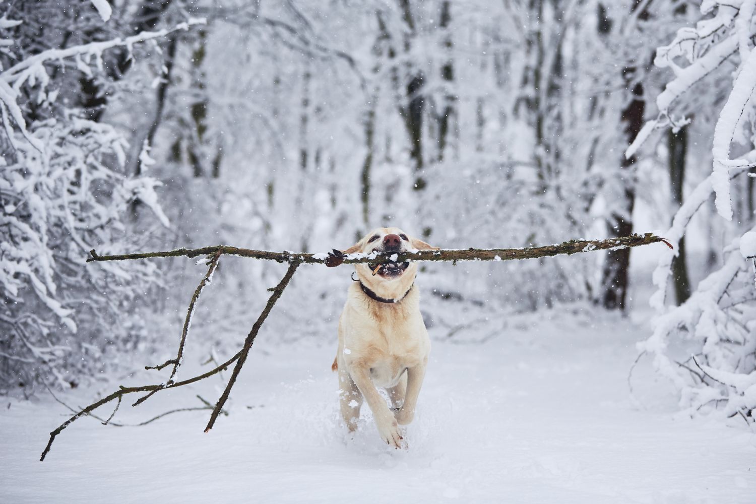 Is it OK to walk your dog in winter?