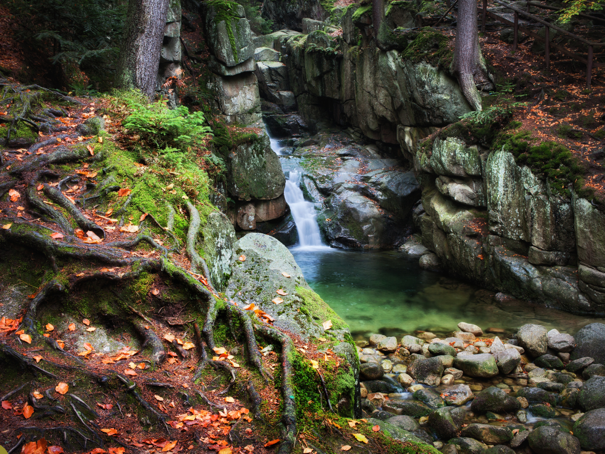 Exploring the Enchanting Wilderness: A Journey Into Nature’s Embrace Exploring the Enchanting Wilderness: A Journey Into Nature’s Embrace